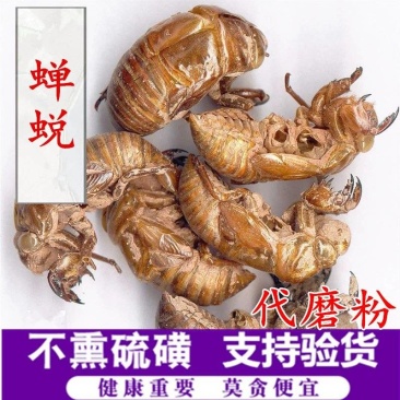 中药材蝉蜕虫退蝉衣蝉退产地货源承接订单量大