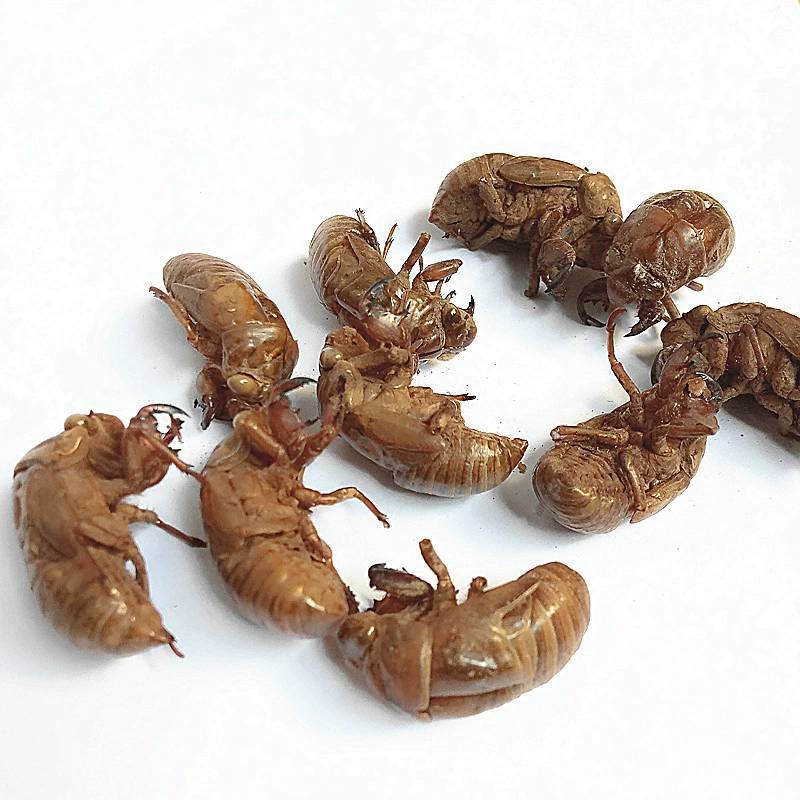 中药材蝉蜕虫退蝉衣蝉退产地货源承接订单量大
