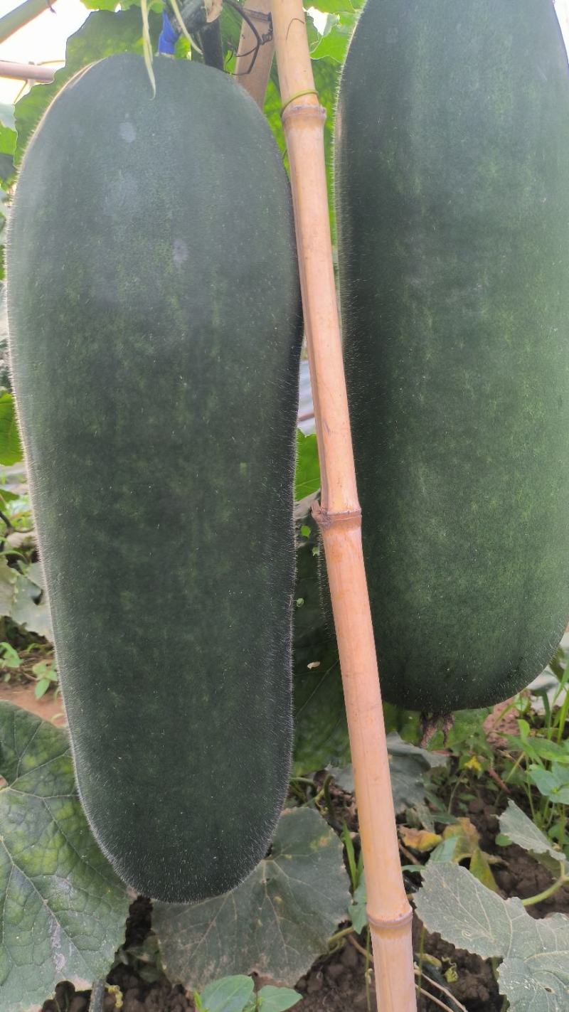 吊冬瓜，架冬瓜