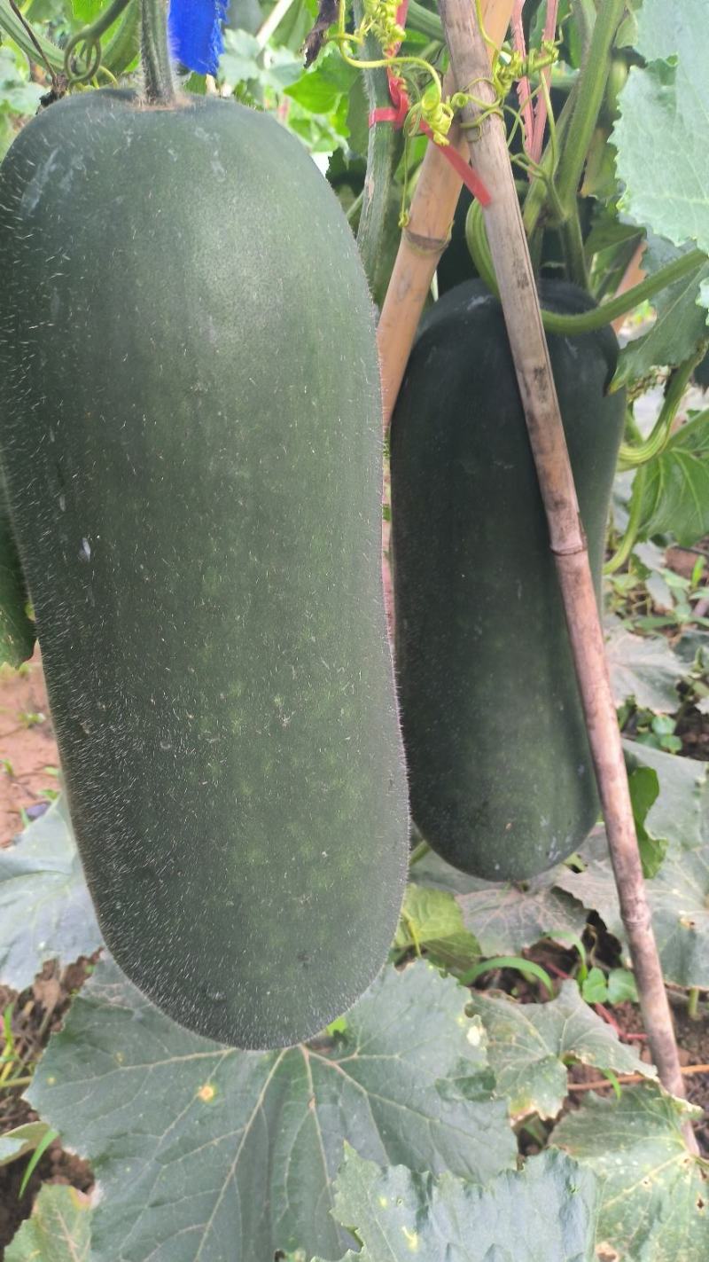 吊冬瓜，架冬瓜