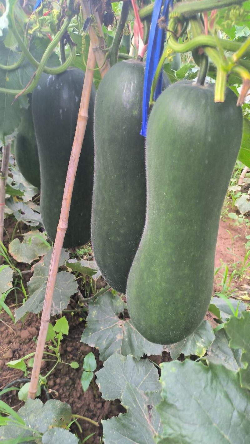 吊冬瓜，架冬瓜