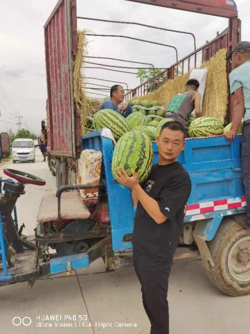 金城五号，石头瓜，市场货，电商货，大量上市