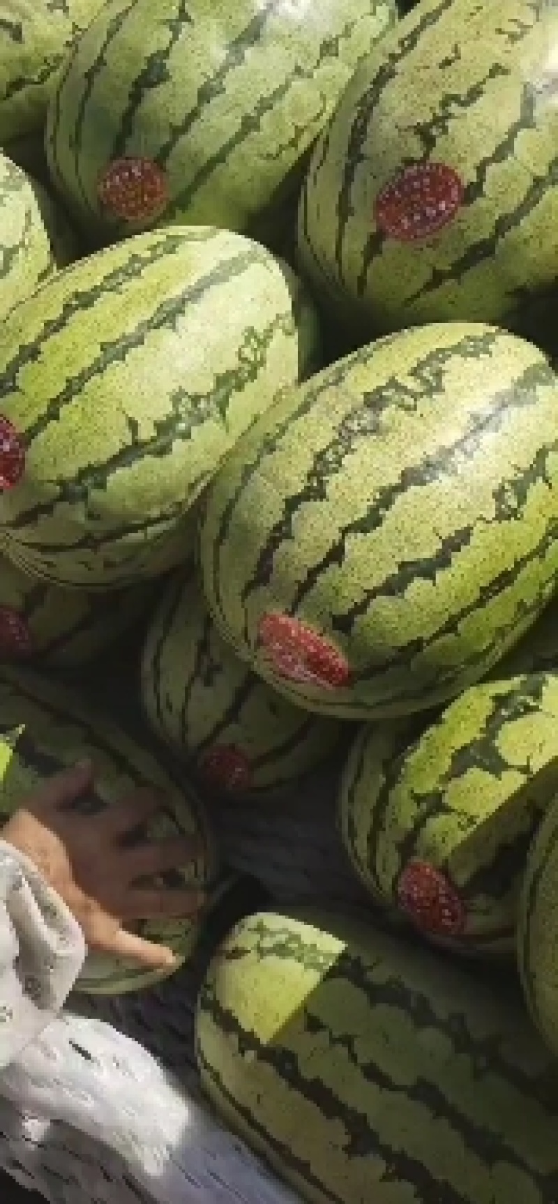 金城五号，石头瓜，市场货，电商货，大量上市