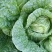 黄心白菜白菜大量上市品质保证一手货源量大从优