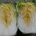 黄心白菜白菜大量上市品质保证一手货源量大从优