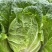 黄心白菜白菜大量上市品质保证一手货源量大从优