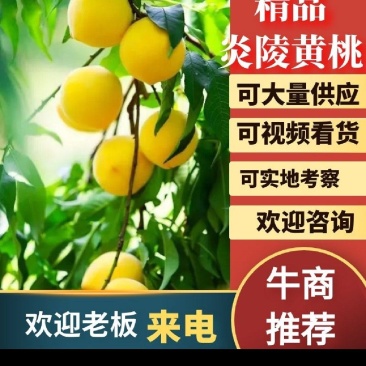 炎陵黄桃产地直供！诚招电商代理，国内包邮！