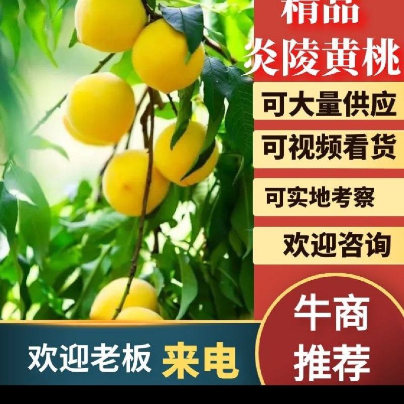 炎陵黄桃产地直供！诚招电商代理，国内包邮！