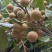 攀枝花石夹桂圆