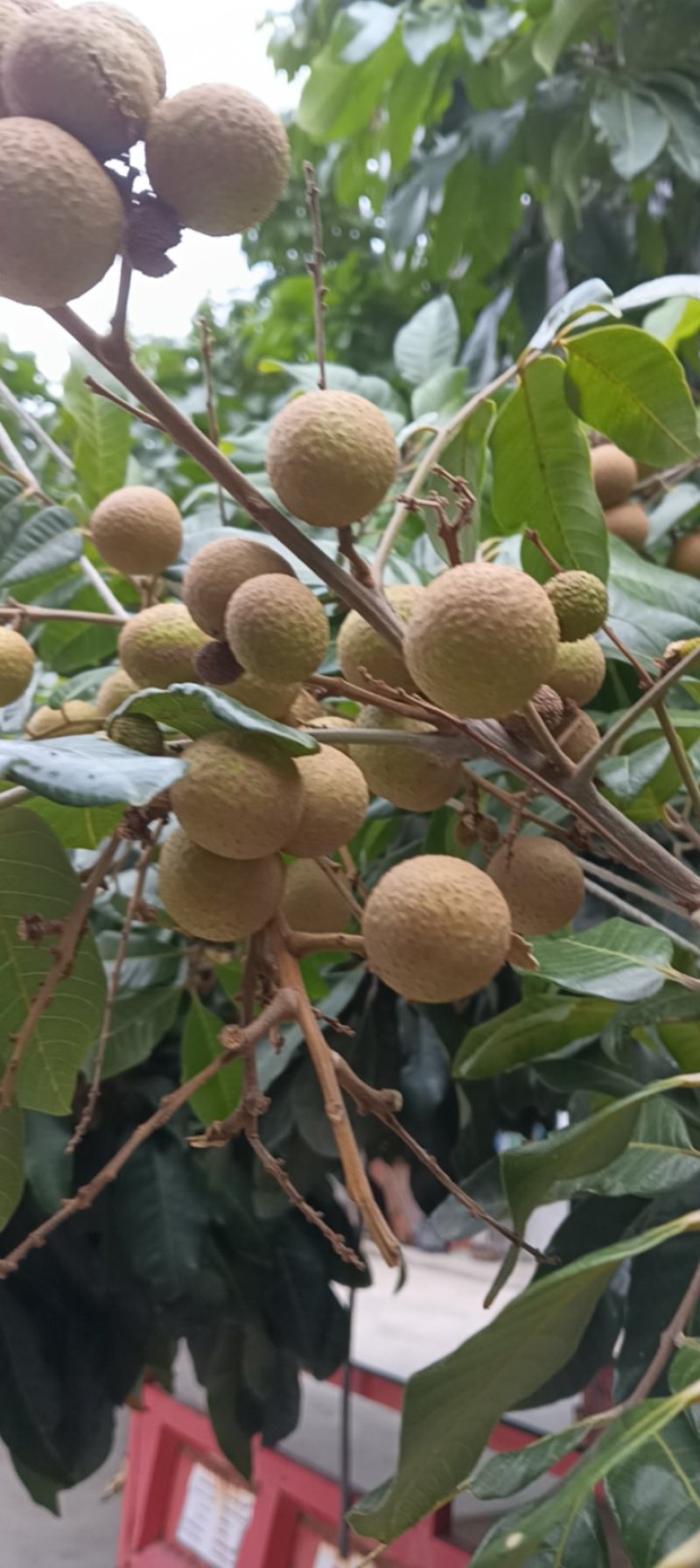 攀枝花石夹桂圆