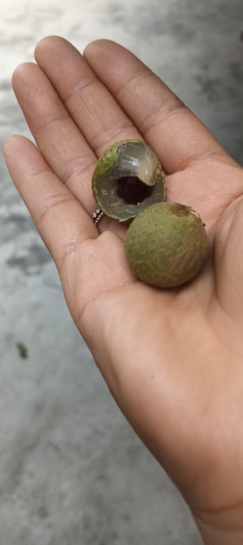攀枝花石夹桂圆