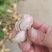 济南鲜花生