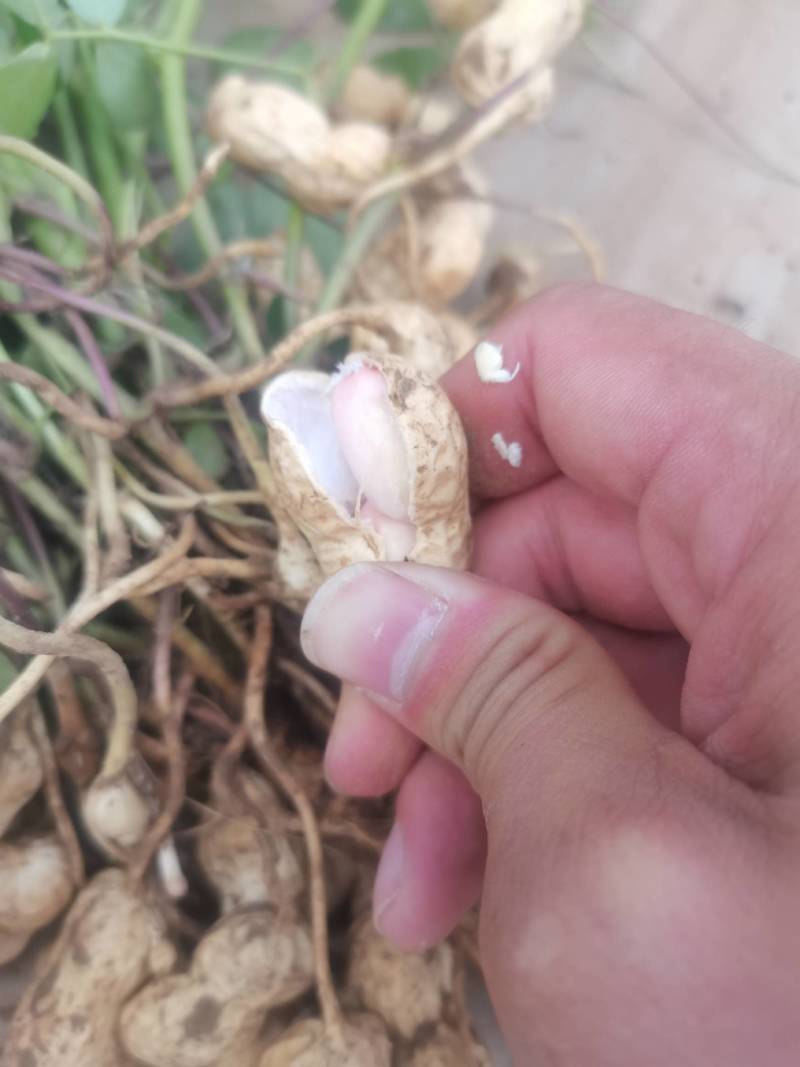 济南鲜花生