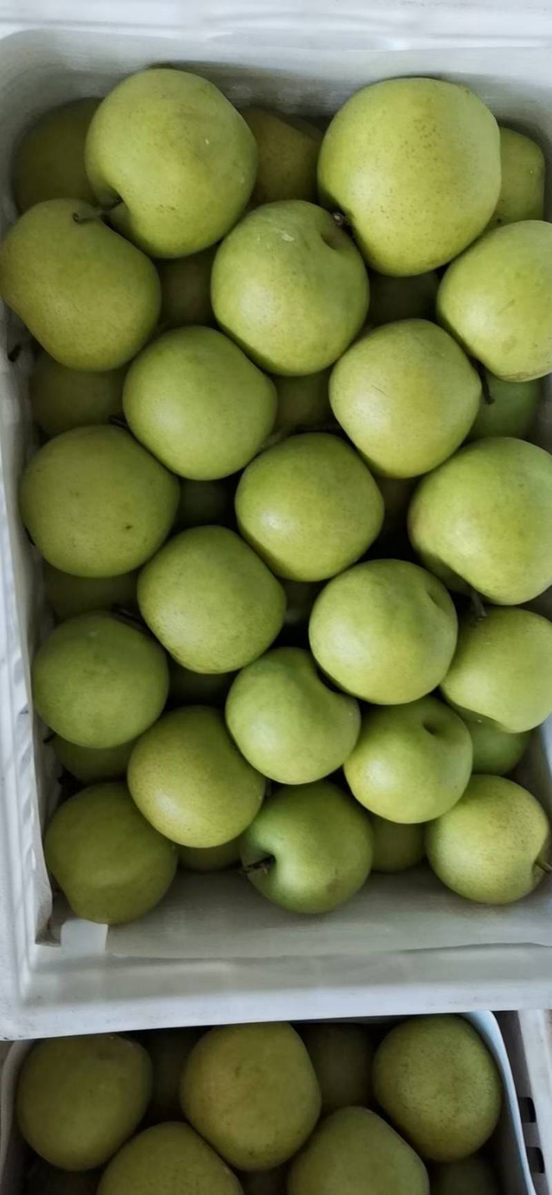 精品皇冠梨