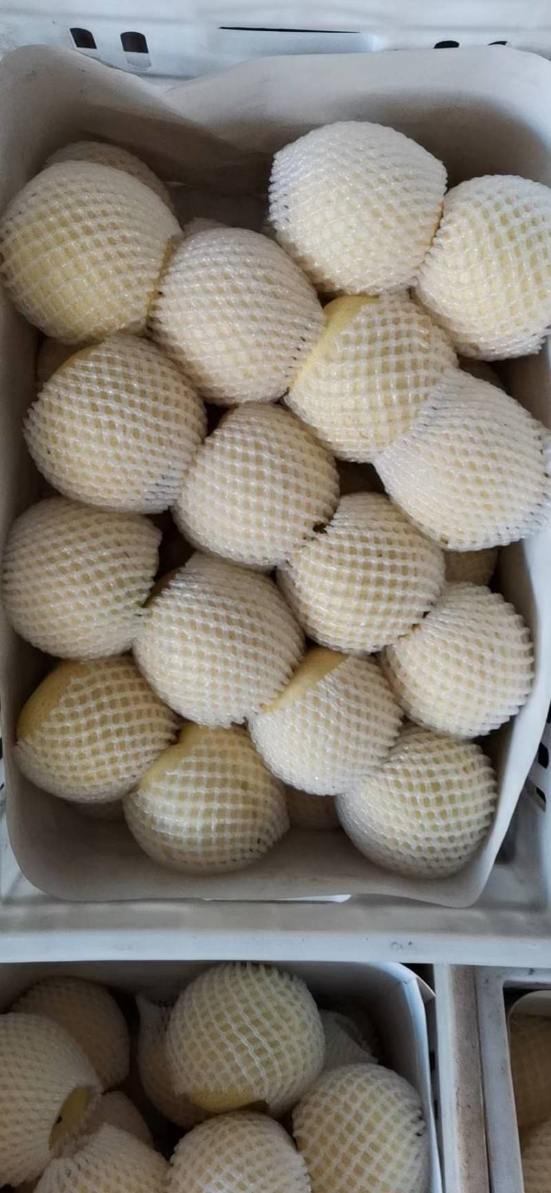 精品皇冠梨