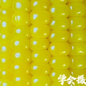新鲜玉米大量上市诚招老板合作包装工厂
