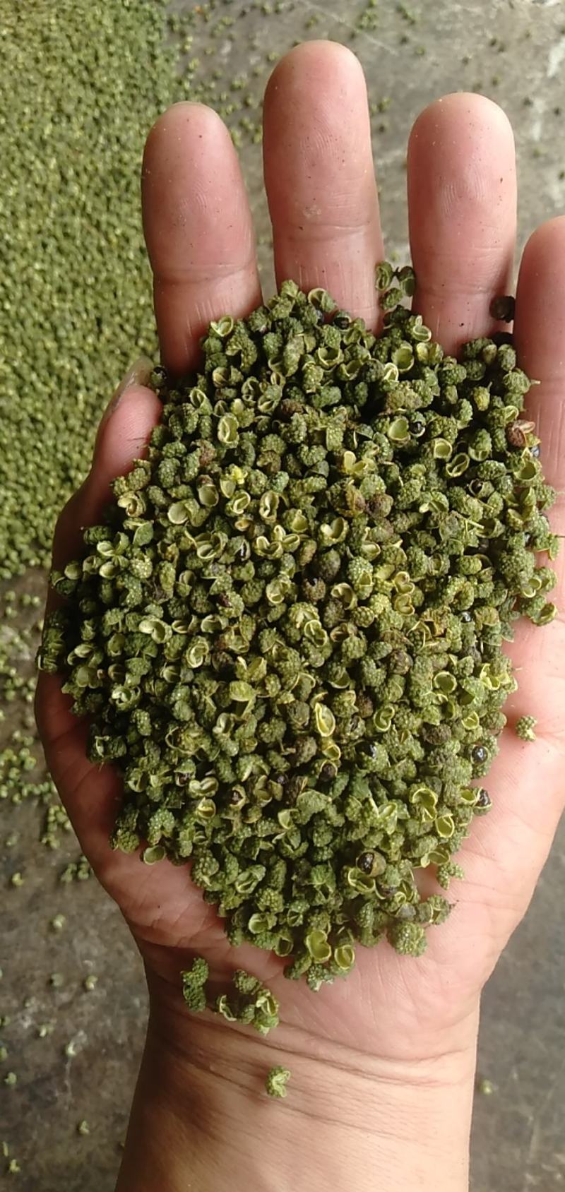 2025年新货青花椒青麻椒昭通花椒云南花椒