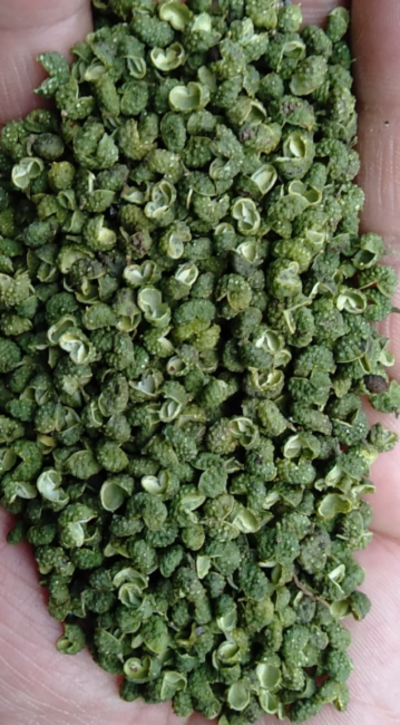 2025年新货青花椒青麻椒昭通花椒云南花椒