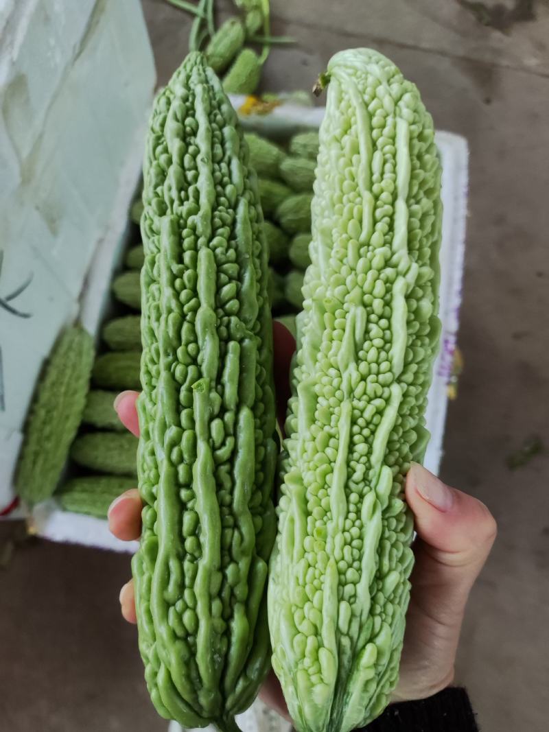 白苦瓜油绿苦瓜大量上市货源充足，需要的老板咨询