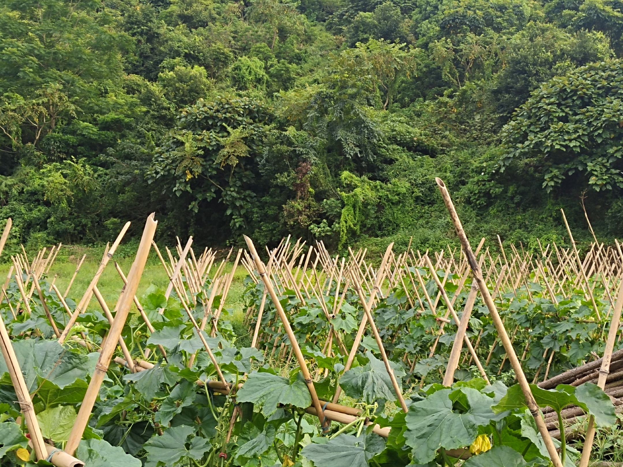 一片整齐的冬瓜田,采用高畦覆膜栽培,植株健壮,架设了竹架引蔓,田间悬挂黄色粘虫板和太阳能杀虫灯,农民正在田间巡查记录病虫情况,展现现代化绿色防控管理模式 冬瓜田间综合管理示意图