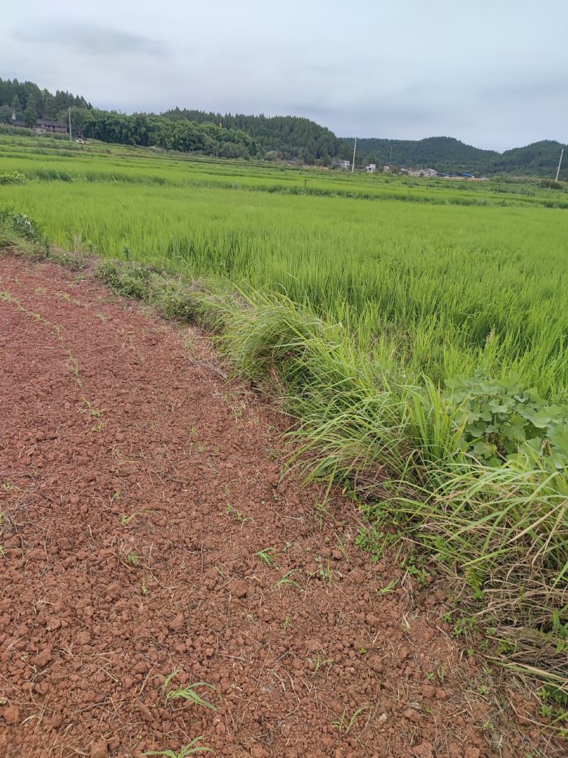 优质野香优，中国大米品质的天花板，浓香吃感上层