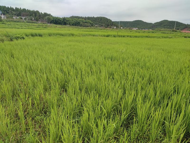 优质野香优，中国大米品质的天花板，浓香吃感上层