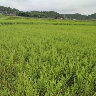 优质野香优，中国大米品质的天花板，浓香吃感上层