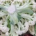 山东菜花、有机花、泰安-肥城青梗白面松花菜、陆续大量上市