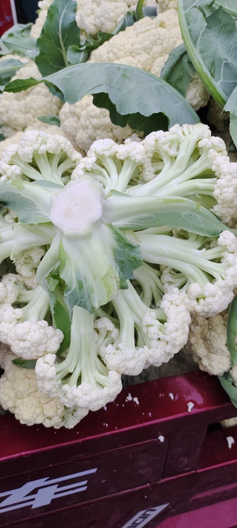 山东菜花、有机花、泰安-肥城青梗白面松花菜、陆续大量上市