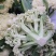 山东菜花、有机花、泰安-肥城青梗白面松花菜、陆续大量上市