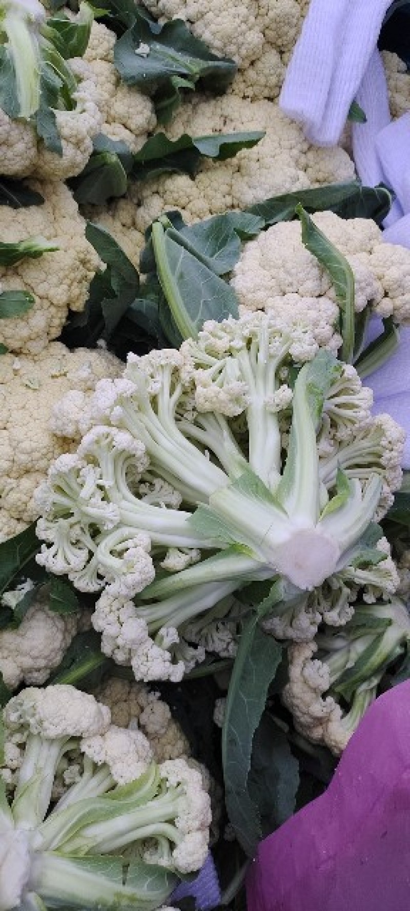 山东菜花、有机花、泰安-肥城青梗白面松花菜、陆续大量上市