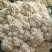 山东菜花、有机花、泰安-肥城青梗白面松花菜、陆续大量上市