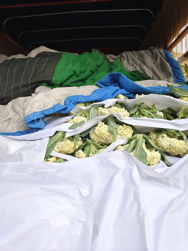山东菜花、有机花、泰安-肥城青梗白面松花菜、陆续大量上市