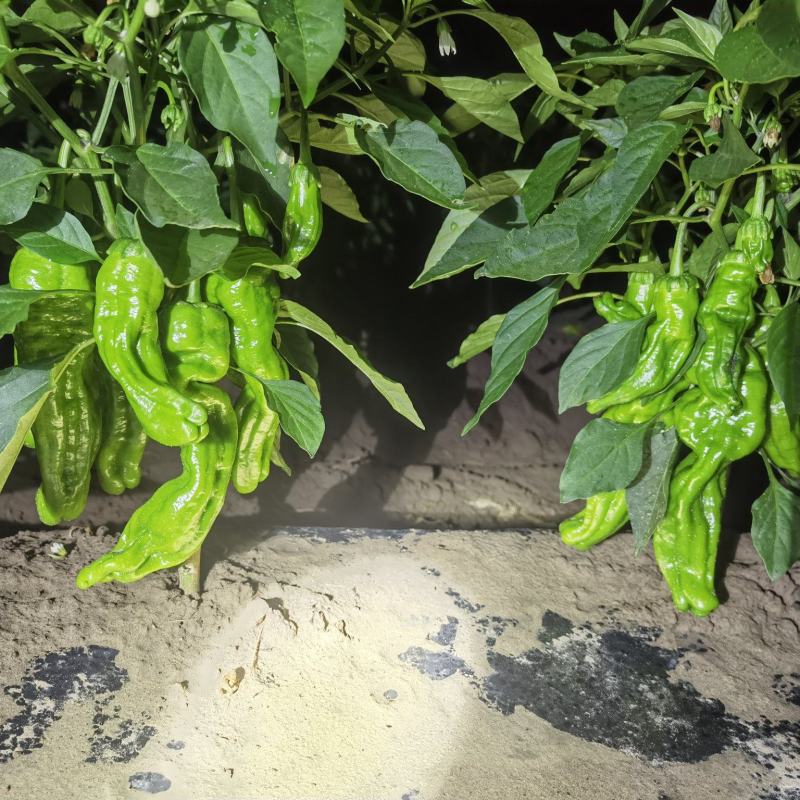 芜湖椒辣椒大量上市量大从优欢迎咨询
