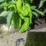 芜湖椒辣椒大量上市量大从优欢迎咨询