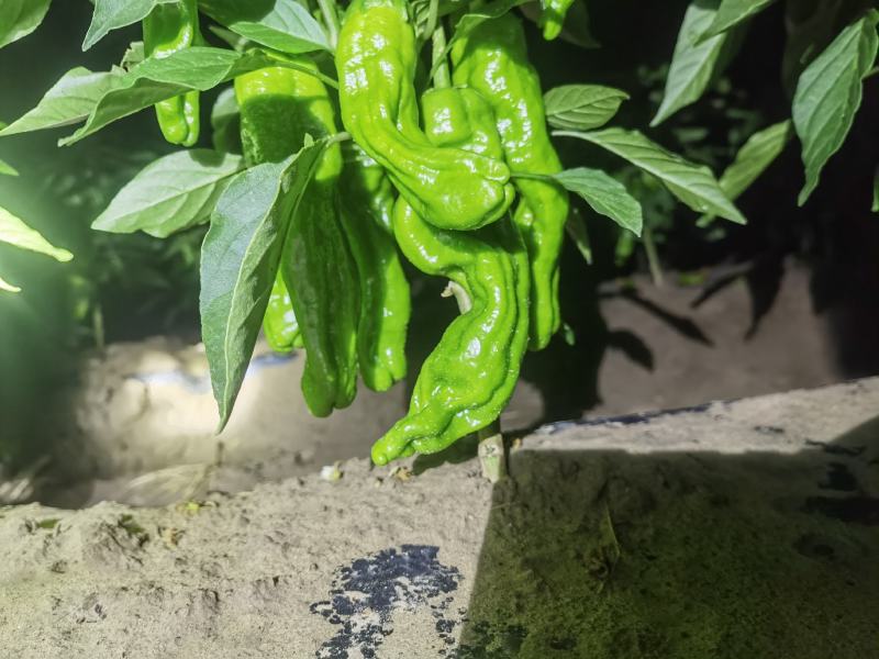 芜湖椒辣椒大量上市量大从优欢迎咨询
