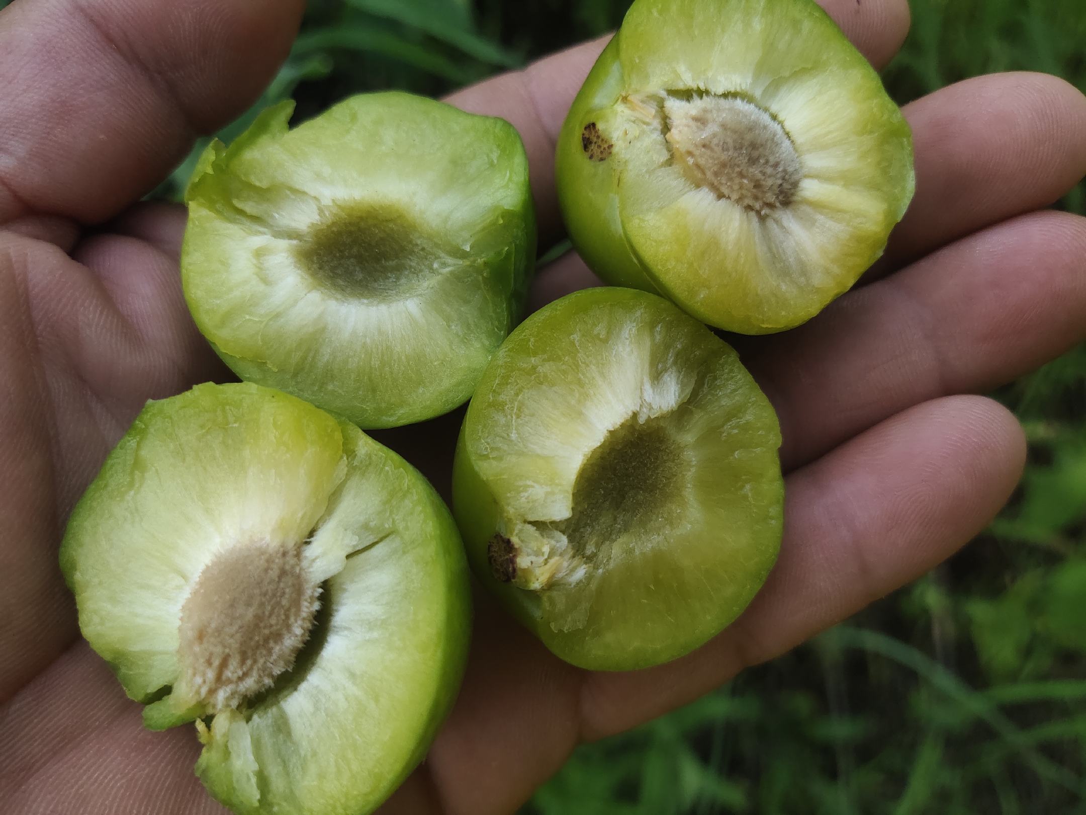 绿心奇异果在果园中被手工采摘,并进行初步筛选与包装的过程 绿心奇异果采摘与包装场景