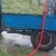 精品芹菜大量上市中质量好，干，湿均可对接全国。产地直发欢