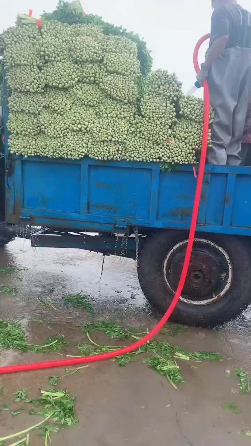 精品芹菜大量上市中质量好，干，湿均可对接全国。产地直发欢