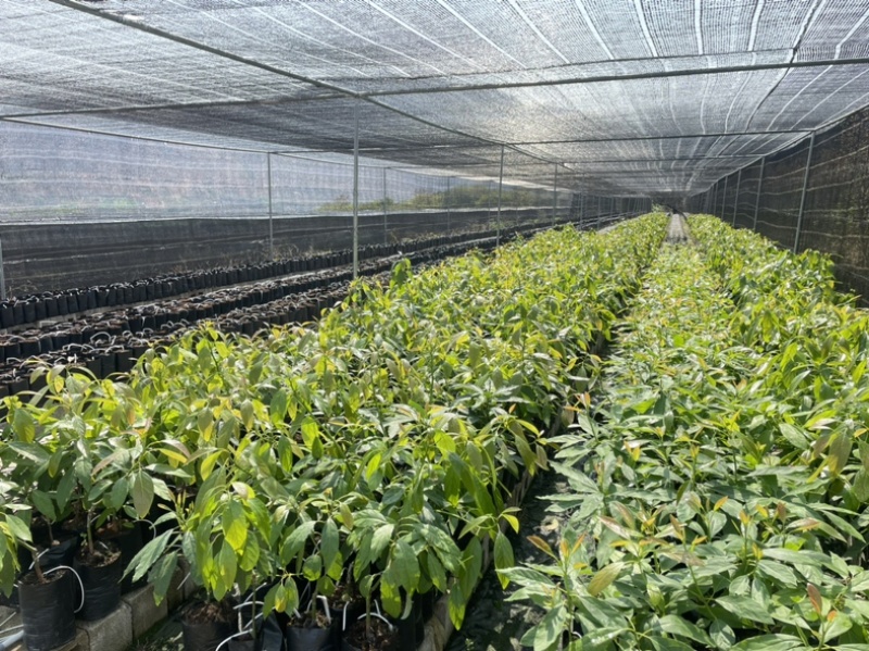 哈斯牛油果苗(已嫁接)