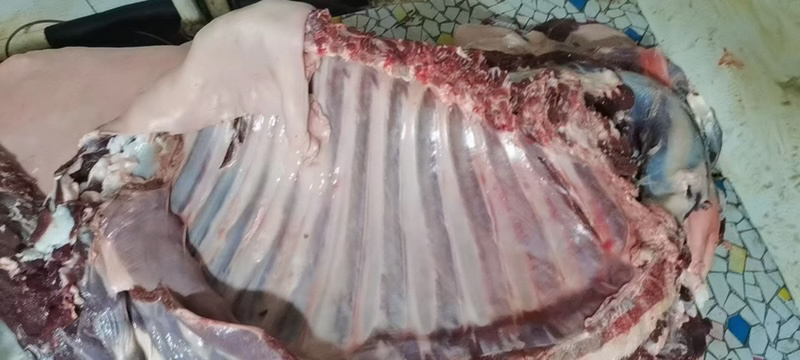 梅花鹿骨楠带里脊肉带前腿肉一手货源产地直销