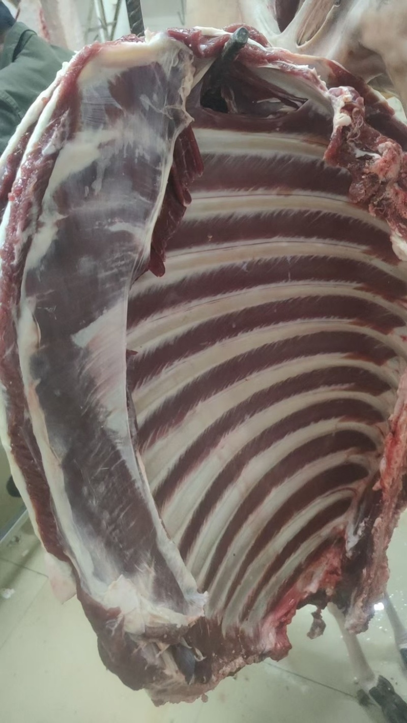梅花鹿骨楠带里脊肉带前腿肉一手货源产地直销