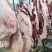 梅花鹿骨楠带里脊肉带前腿肉一手货源产地直销