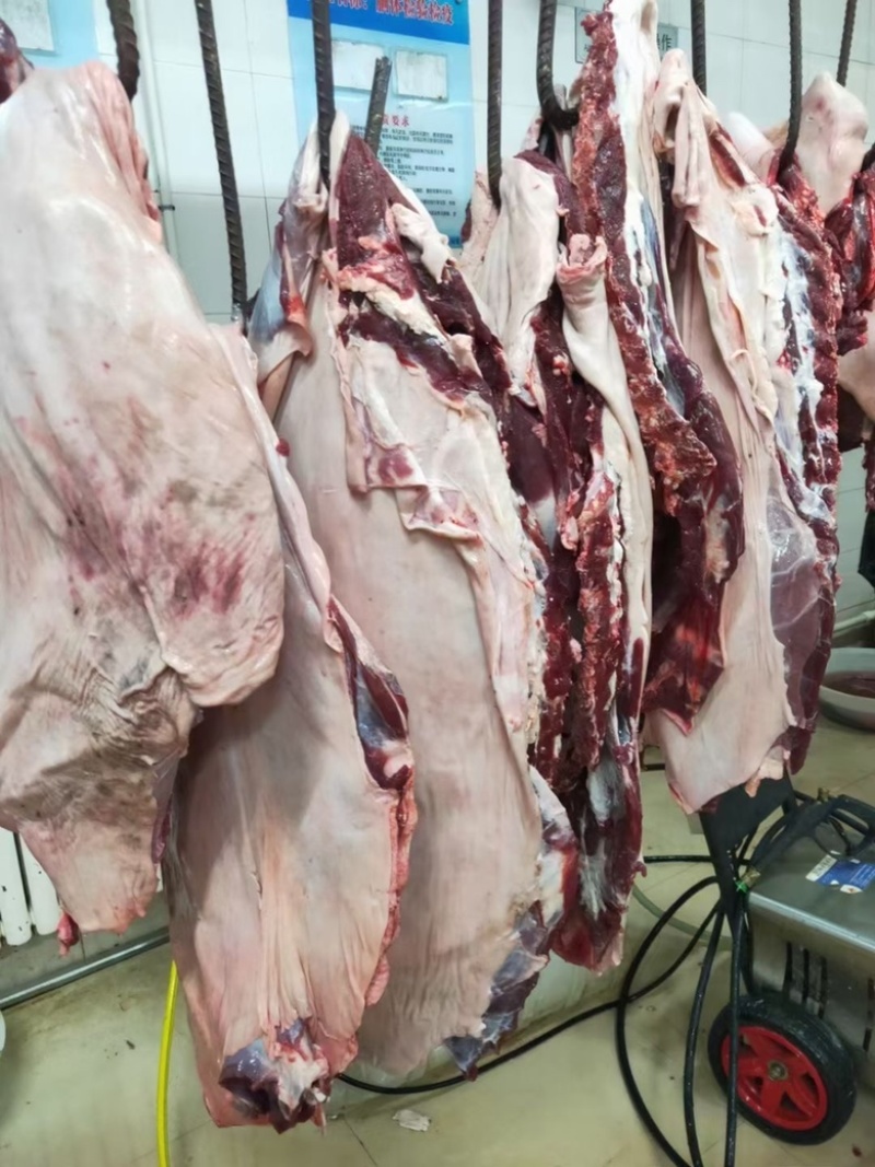 梅花鹿骨楠带里脊肉带前腿肉一手货源产地直销