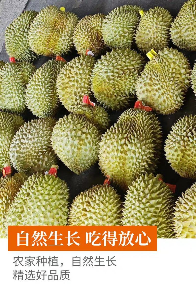 金枕榴莲一件代发包邮对接直播平台团购微商批发整柜