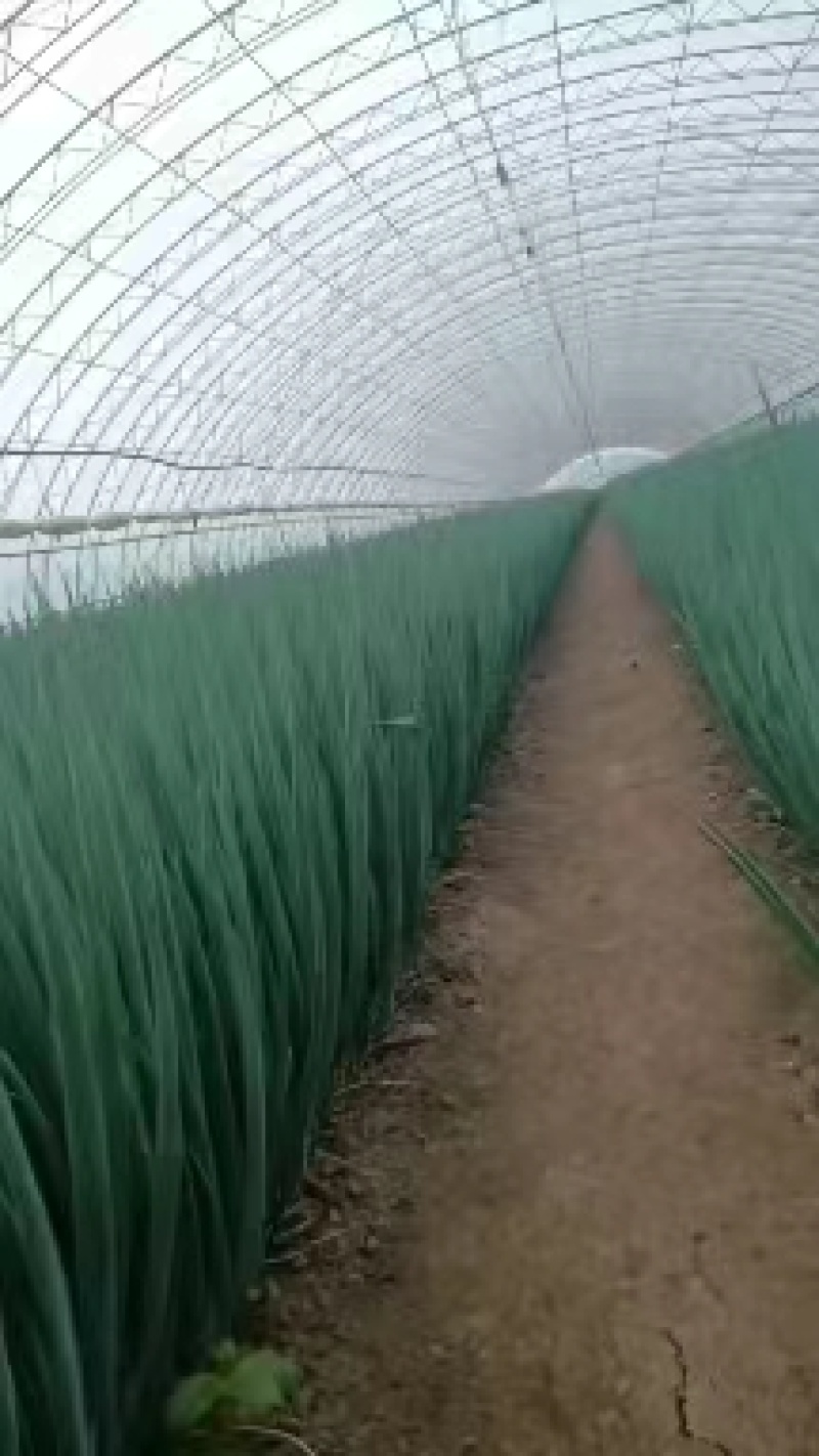 东北产地直发精品小葱，大棚香葱，陆地香葱，质量好价格实惠