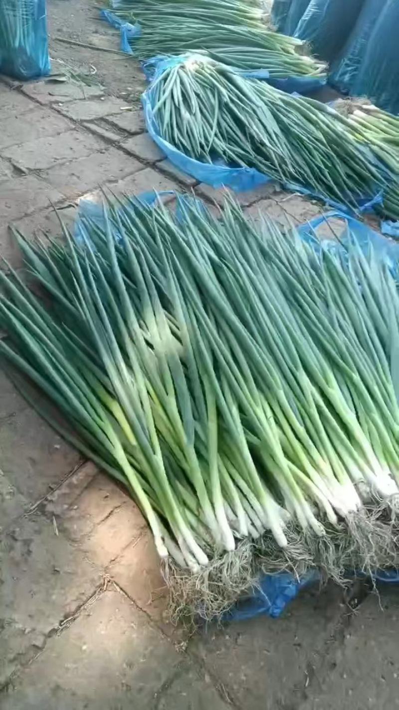 东北产地直发精品小葱，大棚香葱，陆地香葱，质量好价格实惠