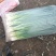 东北产地直发精品小葱，大棚香葱，陆地香葱，质量好价格实惠