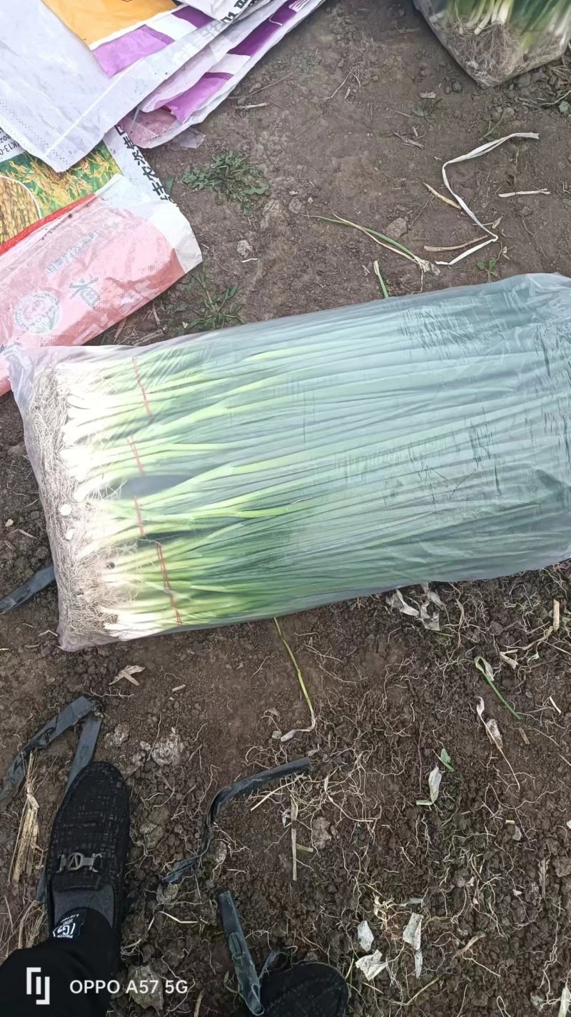 东北产地直发精品小葱，大棚香葱，陆地香葱，质量好价格实惠