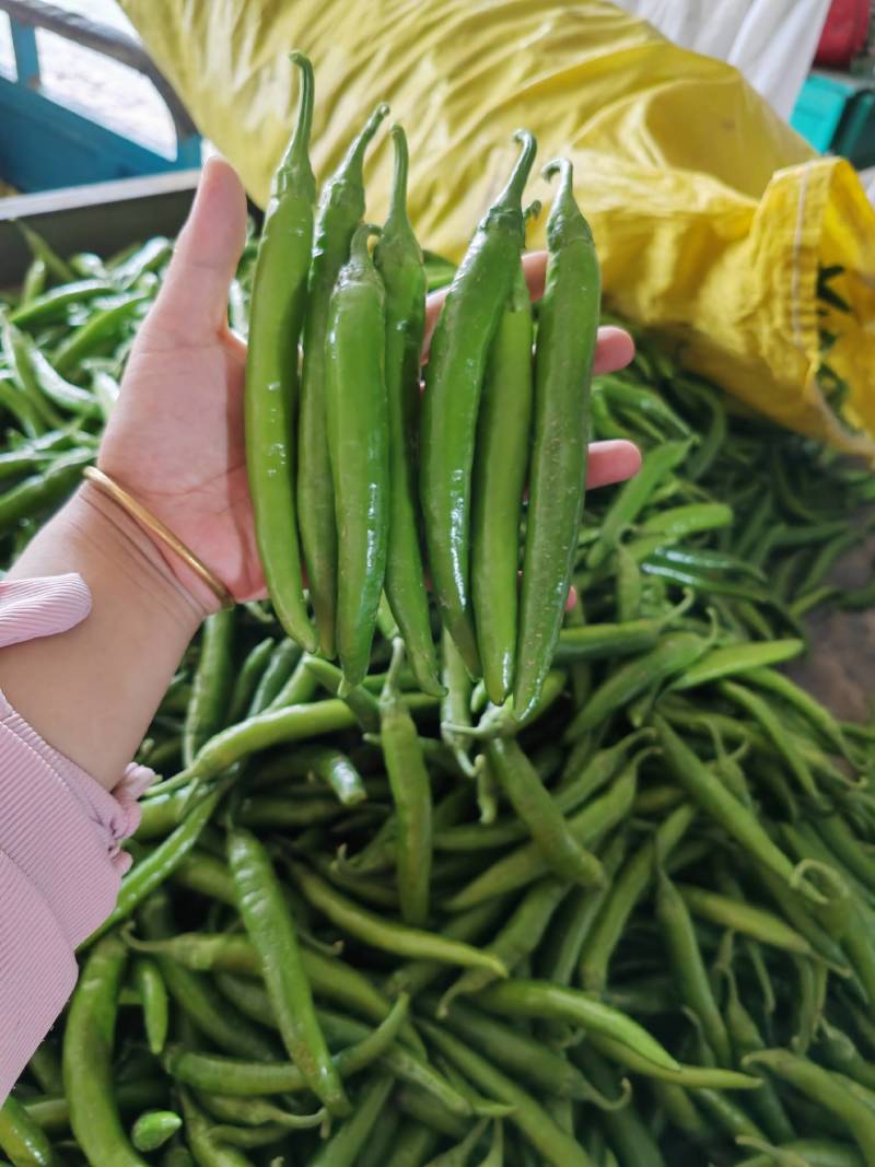 杭椒，中教，小椒特别好